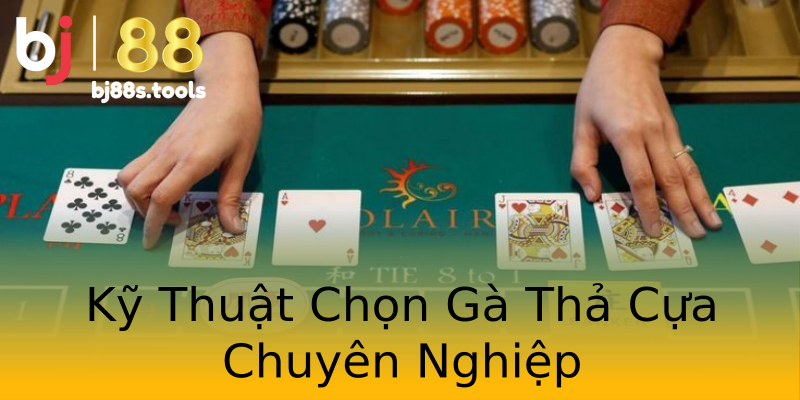 Kỹ Thuật Chọn Gà Thả Cựa Chuyên Nghiệp Kỹ Thuật Chọn Gà Thả Cựa Chuyên Nghiệp